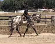 Spotty Buckskin Leopard Gelding Undersaddle