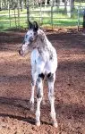 How much for a foal?