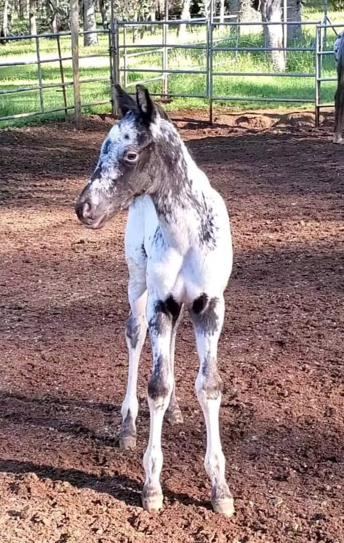 Rivendells Going Rogue 2022 Black Appaloosa Colt