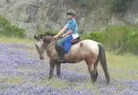 Appaloosa Roan