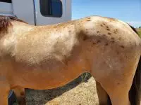 Buckskin with Dark Spots