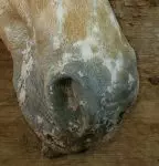 Mottled skin on nose
