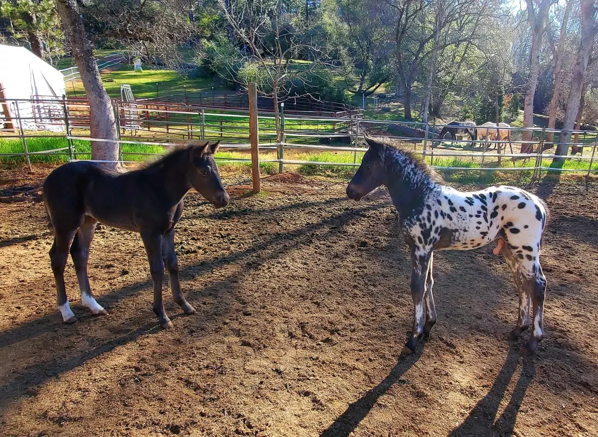 How much for a foal?