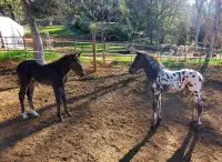 Solid Foal and Blanket With Spots Foal
