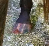 Stripped Hoof