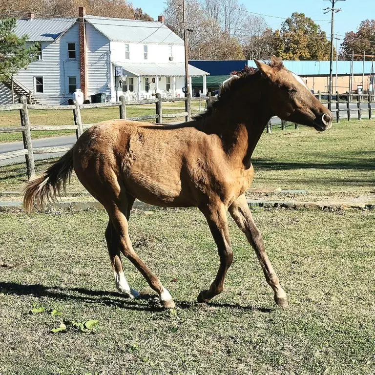 teetercanter