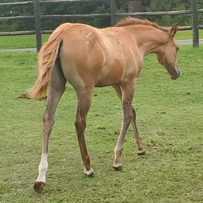 teetertrot
