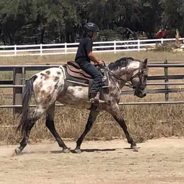 Spotty Buckskin Leopard Gelding Undersaddle