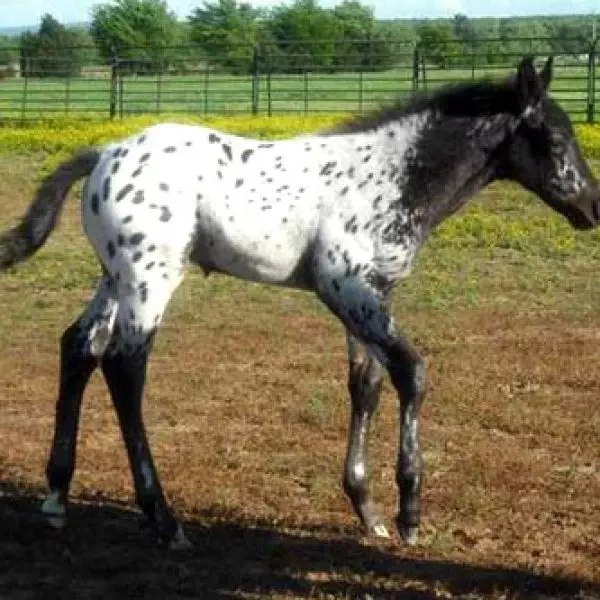 SRfoal22