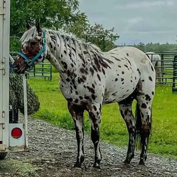 FBPC-SilveradosPlayboy-at3yrsold-Crpt