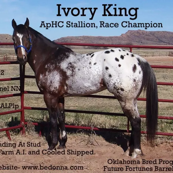 1IvoryKingText