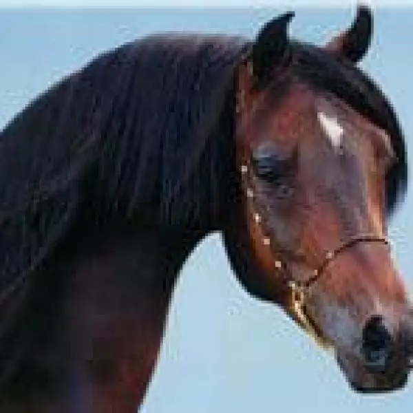 prince