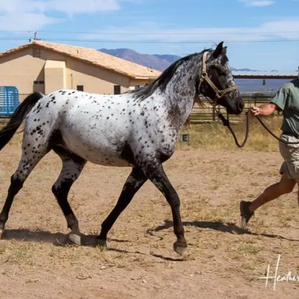 AMF-FRED-AWE-STARE-10162021-Ian-trot-sync