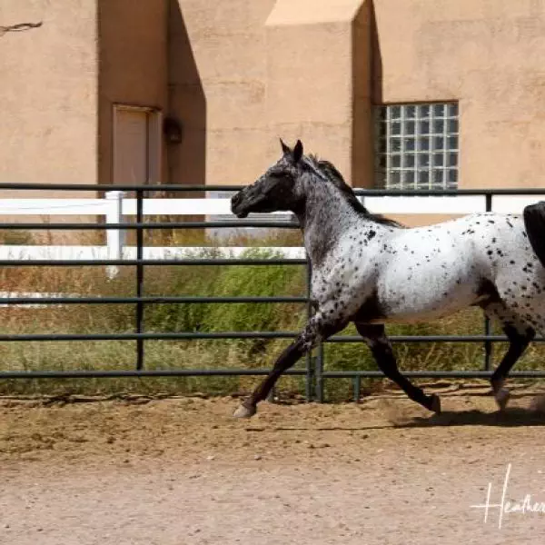 AMF-FRED-AWE-STARE-10162021-pen-stretch-trot-near-side