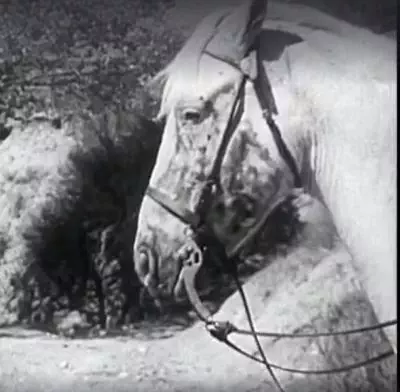 thefightingstallion1950-03