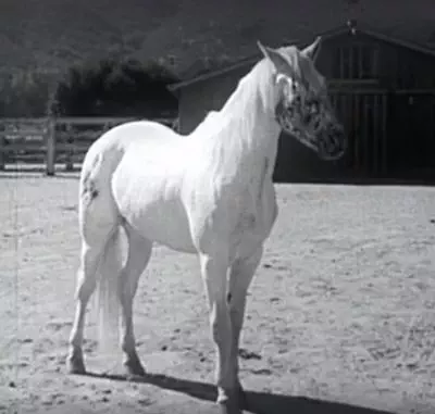 thefightingstallion1950-04