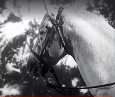 thefightingstallion1950-06