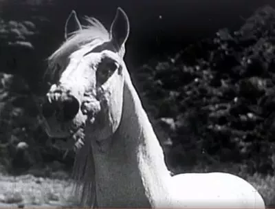 thefightingstallion1950-07